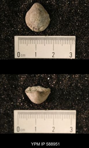 Dalmanella wisbyensis