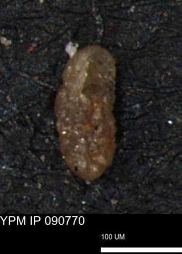 Alveolophragmium linki