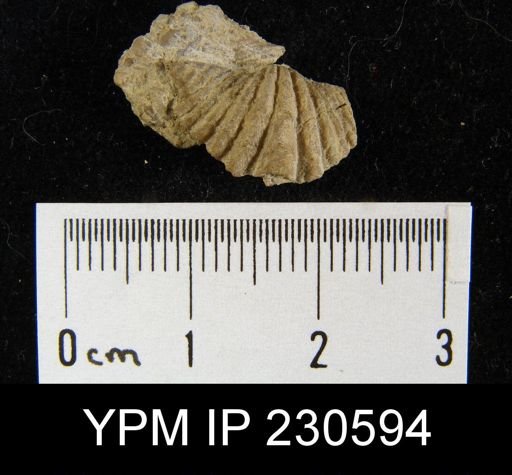 Spiriferina kentuckiensis