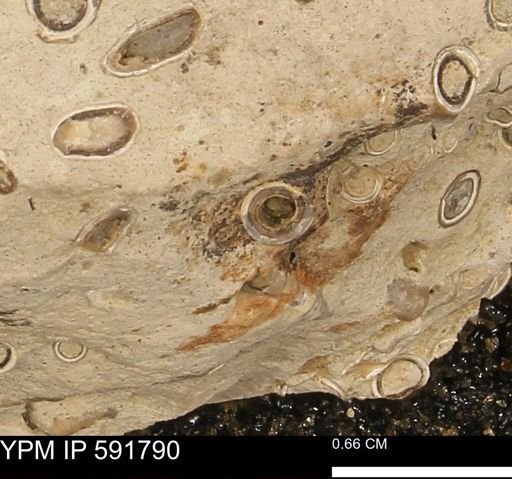 Serpulidae