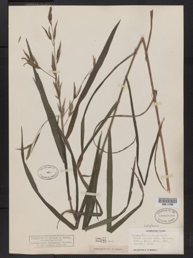 Bromus latiglumis