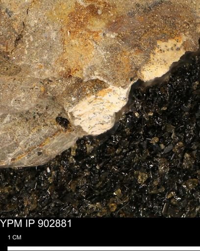 undet. Mollusca