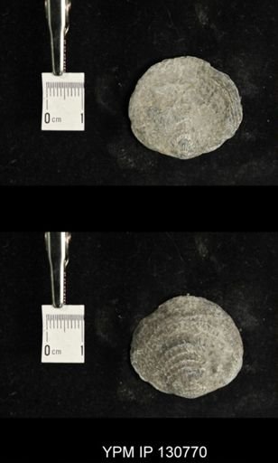 Spinatrypa spinosa