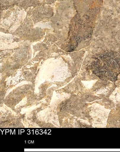 undet. Mollusca