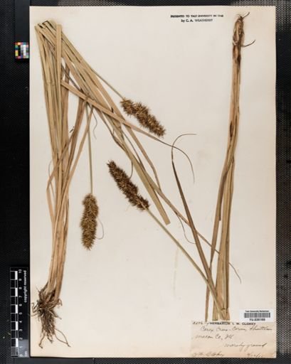 Plantae