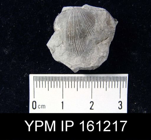 Hebertella maria