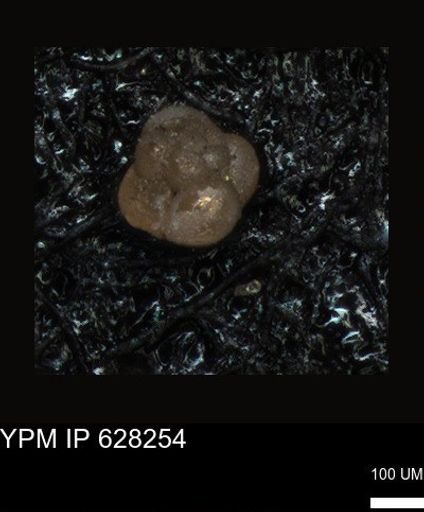 undet. Foraminiferida