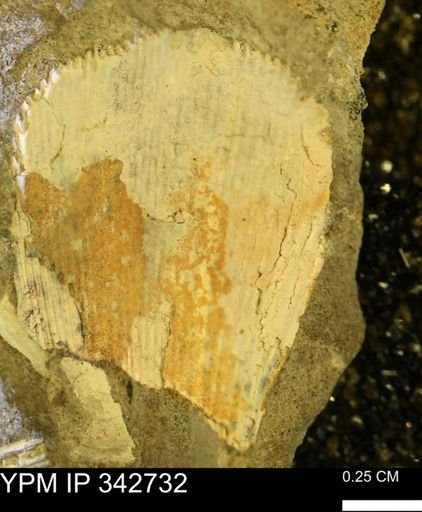 Hoploscaphites?