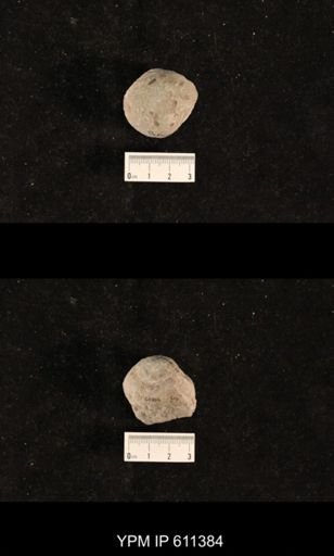 Monticulipora laevis