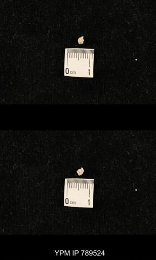 undet. Bryozoa
