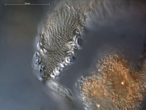 Marrus orthocanna