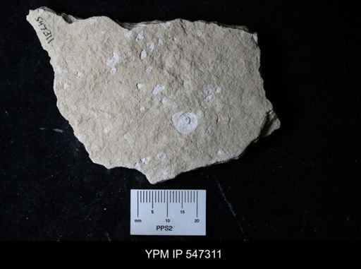 Planorbis sp.