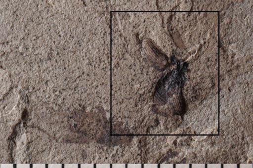 Coleoptera