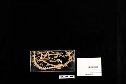 Varanus beccarii