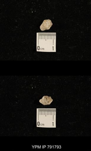 undet. Bryozoa