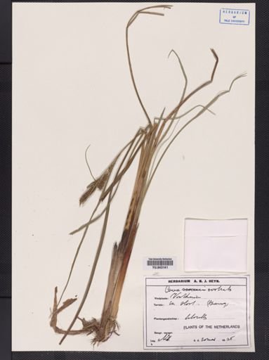 Carex rostrata