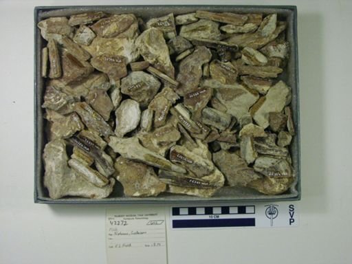 undet. Ichthyodectidae