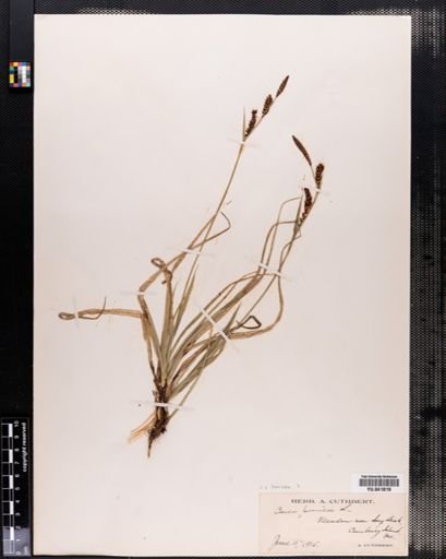Carex panicea