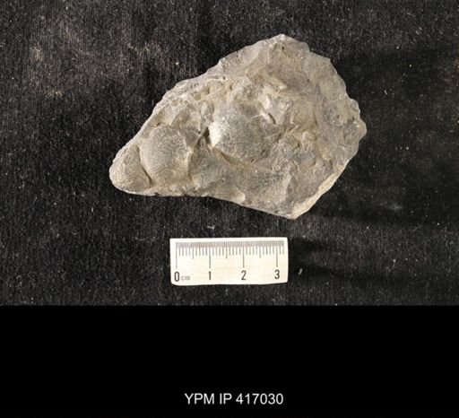 Strophomena sp.