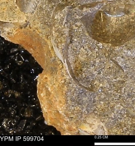 Protocardia subquadrata
