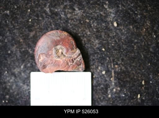 undet. Goniatitina