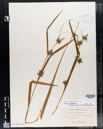Carex intumescens
