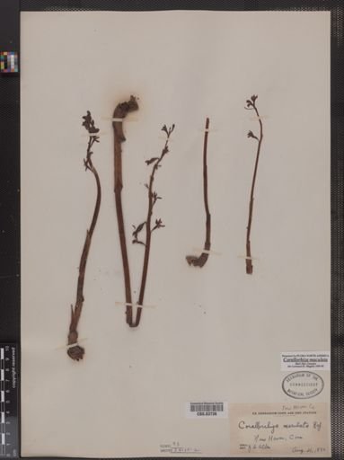 Corallorhiza maculata