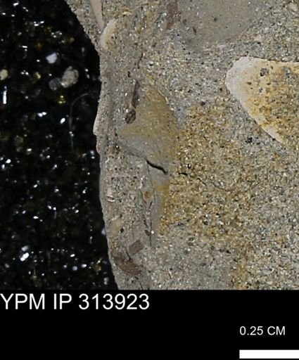 undet. Mollusca