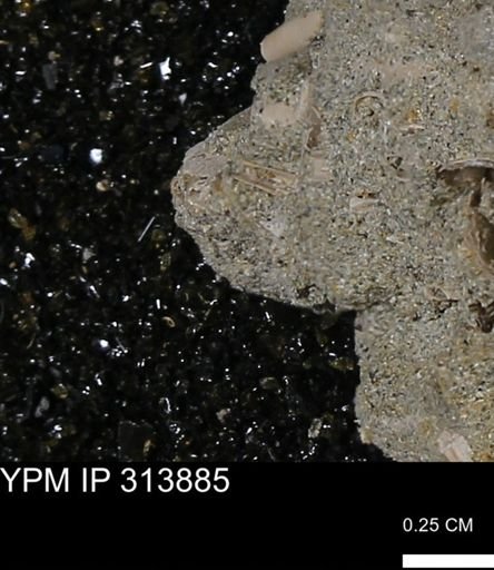 undet. Scaphopoda