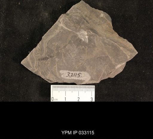 Mormolucoides articulatus