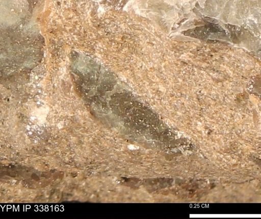 undet. Bivalvia