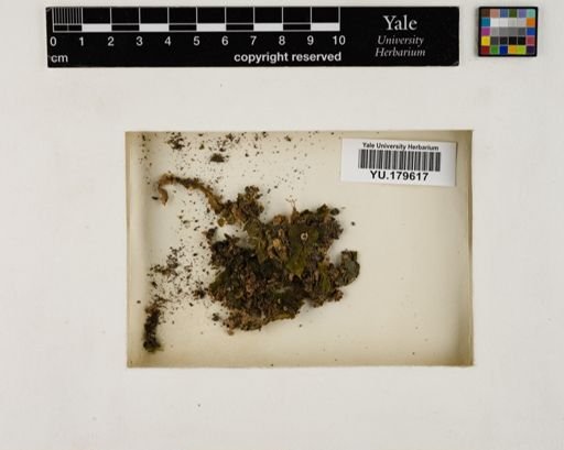 Plantae