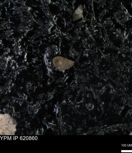 undet. Heterohelicidae