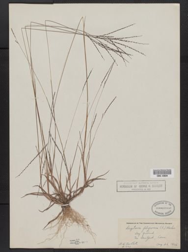 Digitaria filiformis