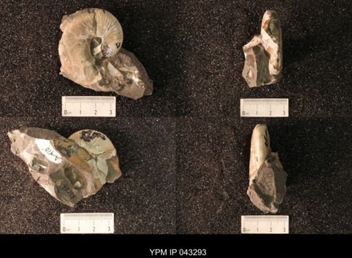 Hoploscaphites nicolletii