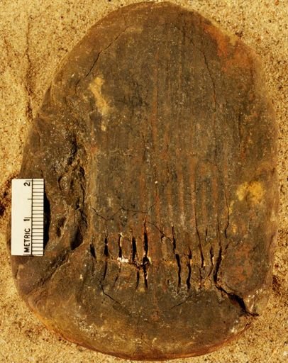 Calamites