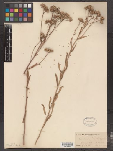 Sericocarpus linifolius