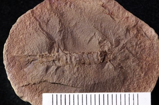 Palaeocaris typus