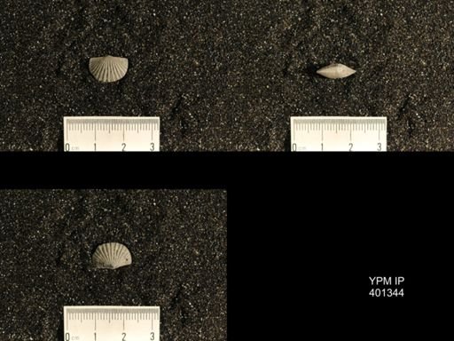 Plectorthis plicatella