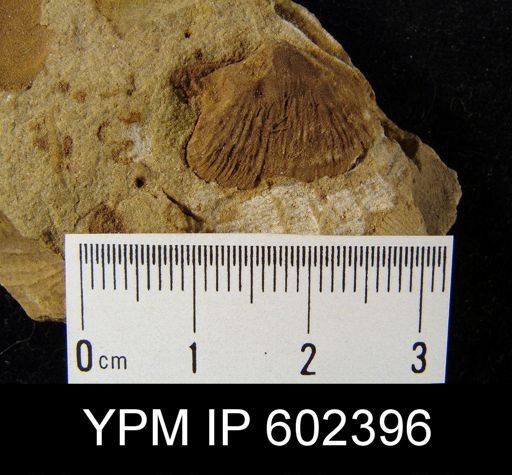 Productella sp.