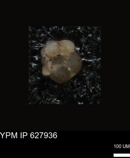 undet. Foraminiferida