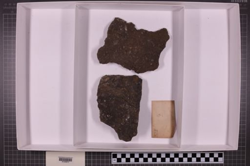 mixed taxa, stratigraphic collection