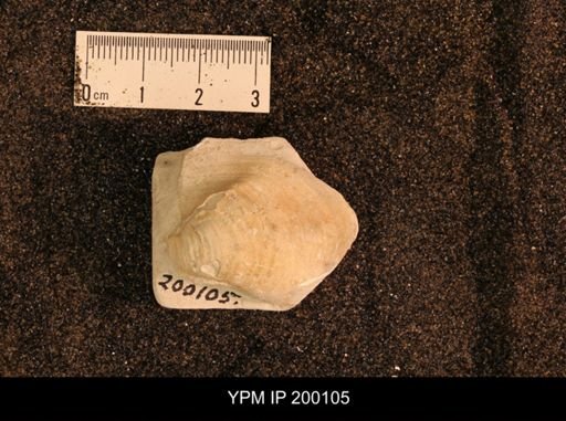 Inoceramus brogniarti