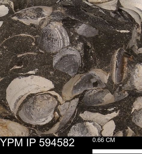 Protocardia sp.