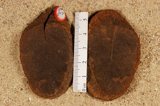 Betulites westii rotundatus