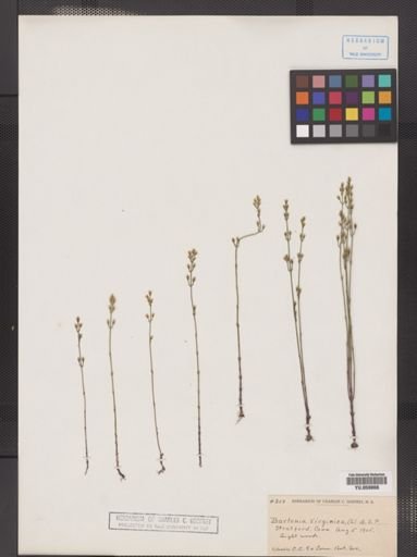 Bartonia virginica