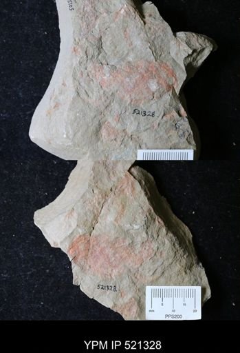 undet. Arthropoda