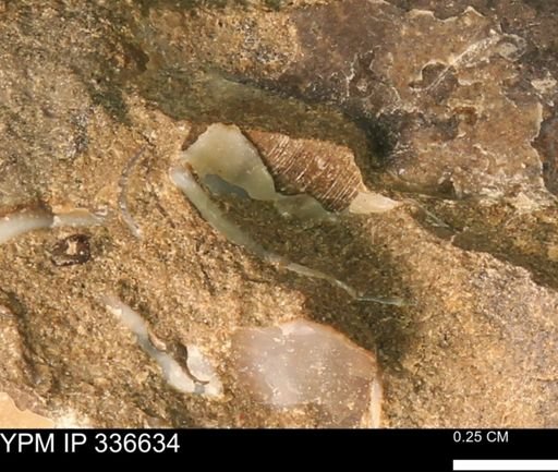 undet. Bivalvia