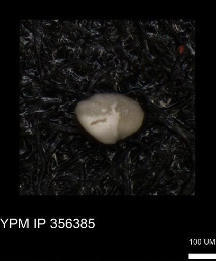 undet. Foraminiferida