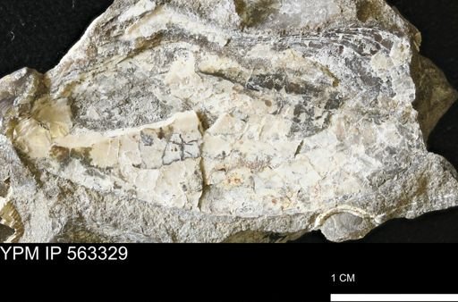 undet. Bivalvia